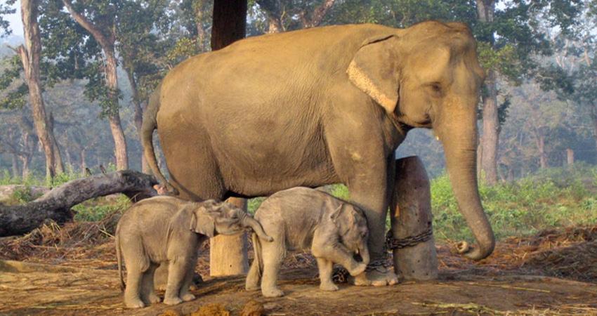 Hotel Royal Safari Chitwan Ngoại thất bức ảnh